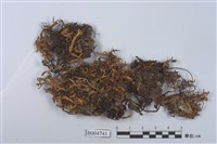 藏品(島衣屬 )的圖片